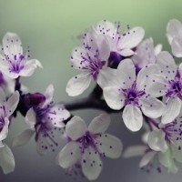 Felipa Bernal Obituary