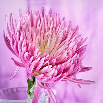 Kathleen (Kate) Ellen's obituary , Passed away on February 2, 2019 in Parklands, South Island