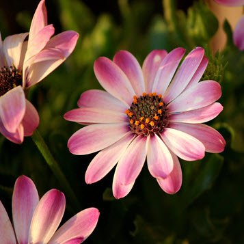 Elaine Irene Sinton's obituary  in Hastings, North Island