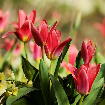 Lucille Trimble's obituary , Passed away on April 3, 2022 in Frenchburg, Kentucky