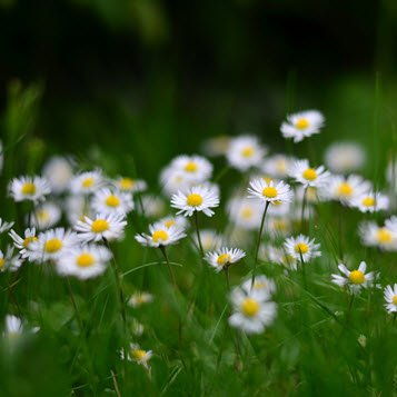 Angelina Nancy Marie Denney's obituary , Passed away on April 16, 2021 in Halifax, Nova Scotia