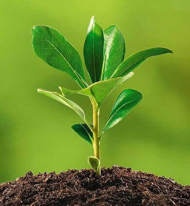 Planter un arbre