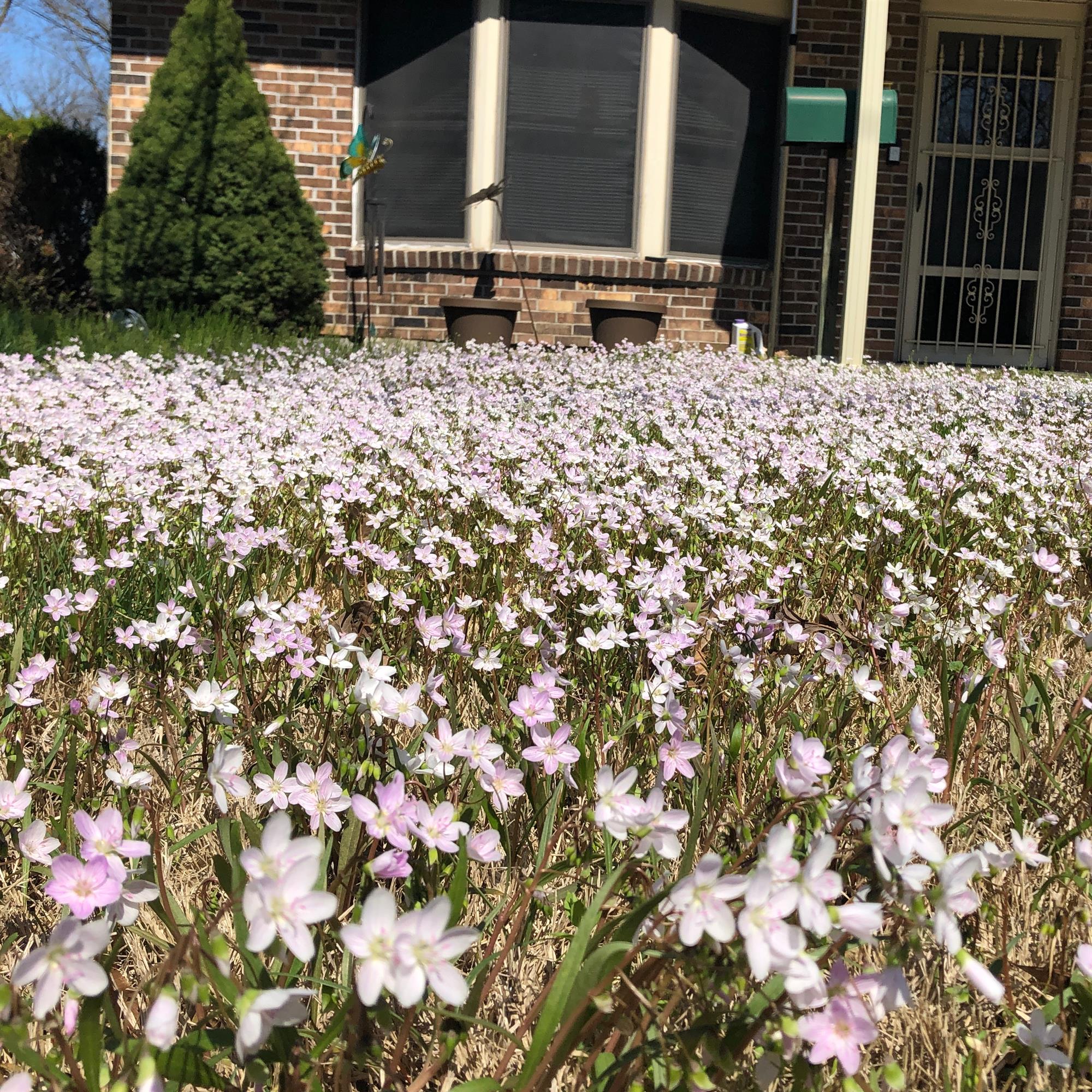 Jerome Louis Knollmeyer