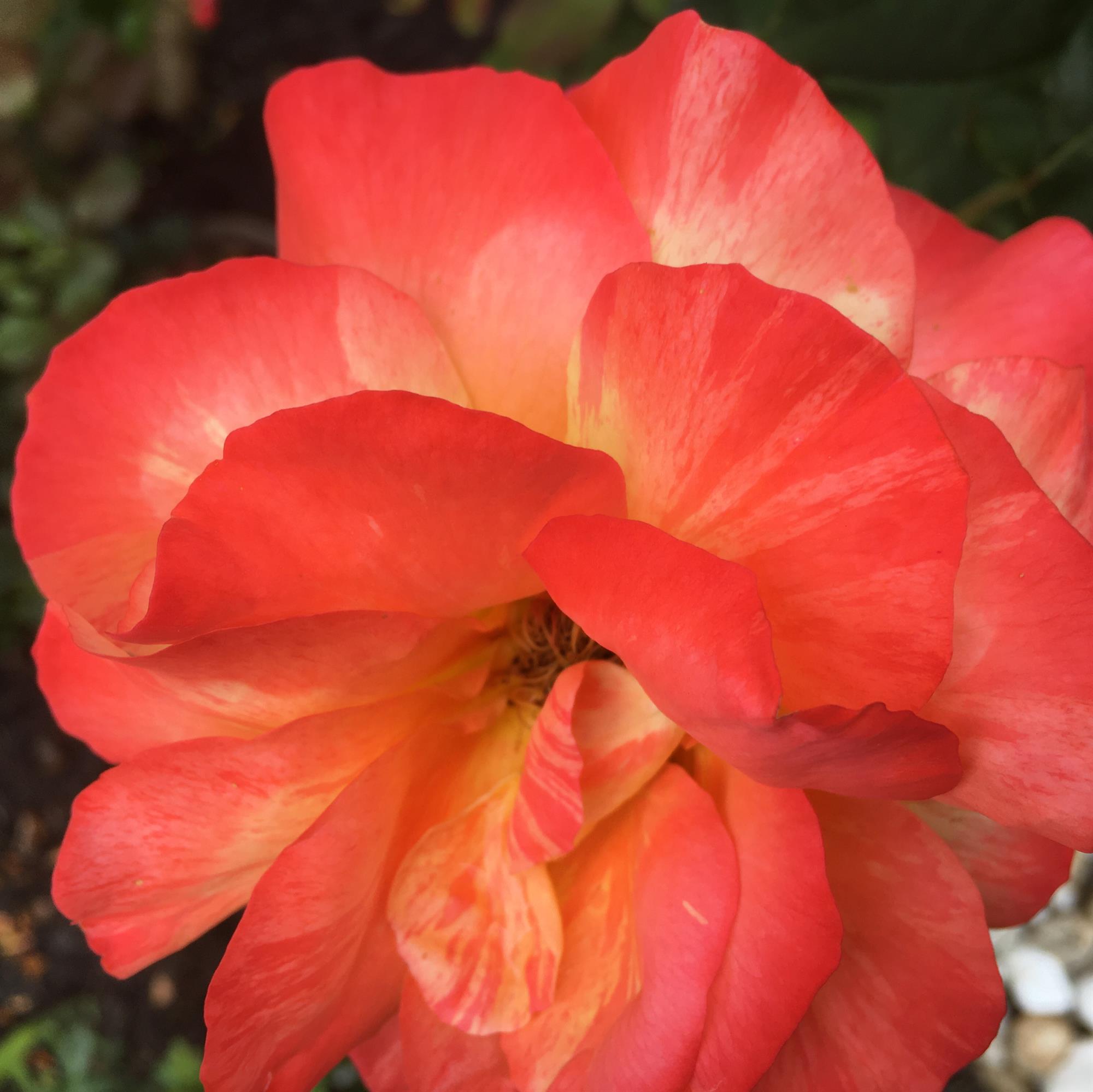 Leona Vera Somerville