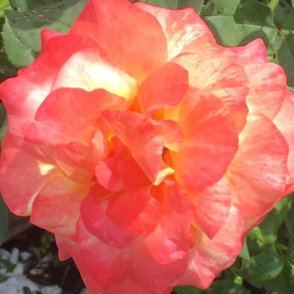 Leona Vera Somerville