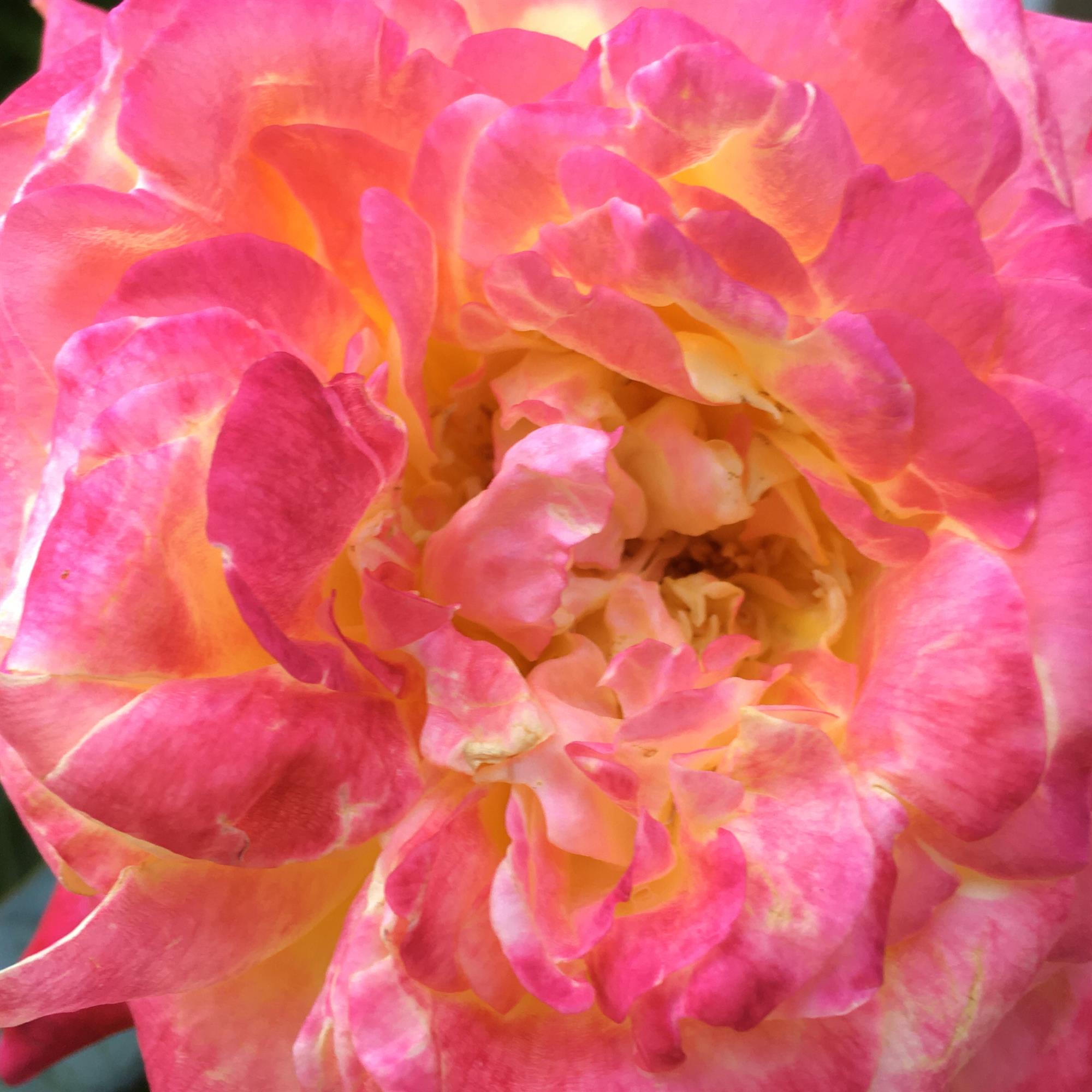 Leona Vera Somerville