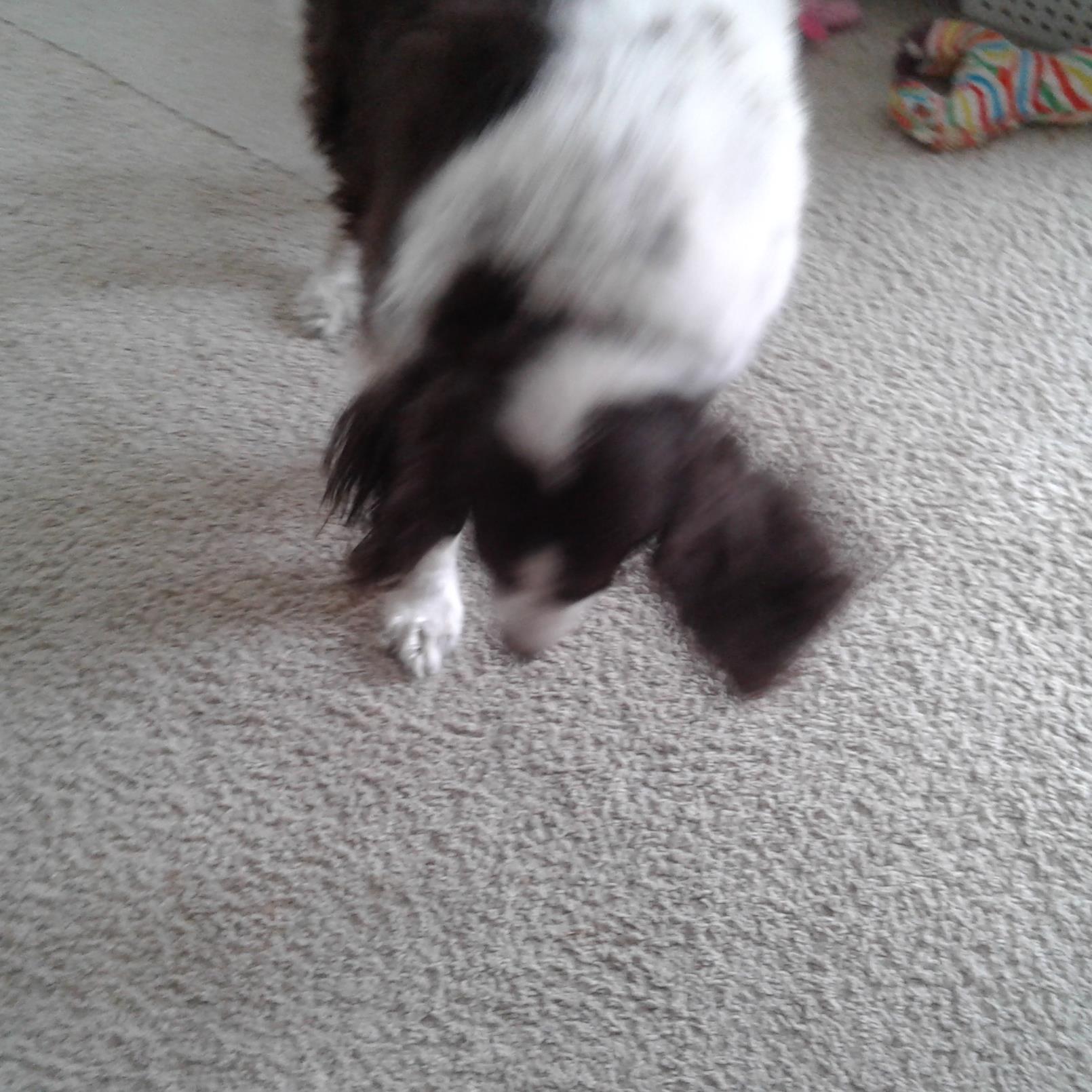 Frederick Louis Hinrichs