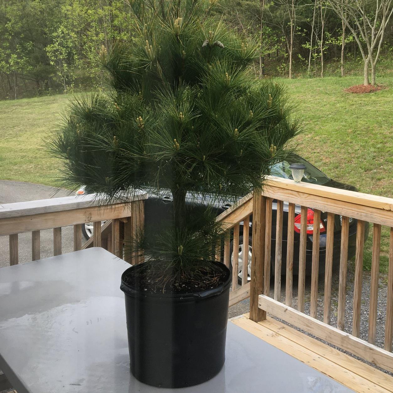 Linda Sue Stoltzfoos