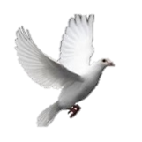 Gregory Andre Williams Obituary