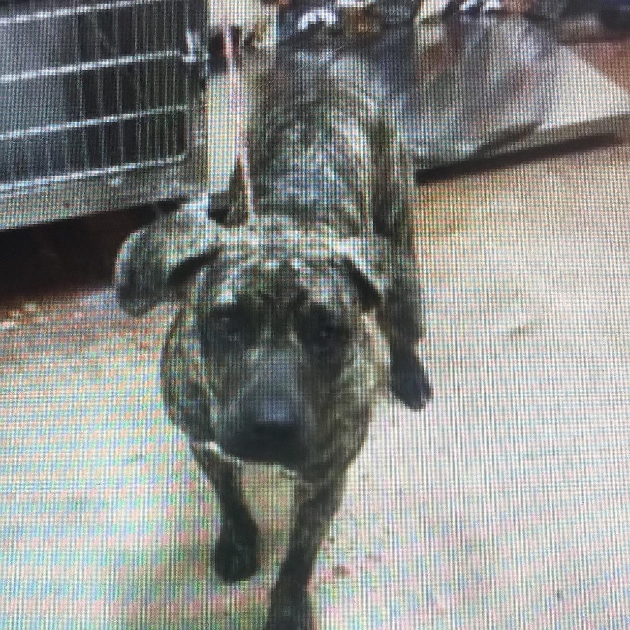 Anthony David Totoro