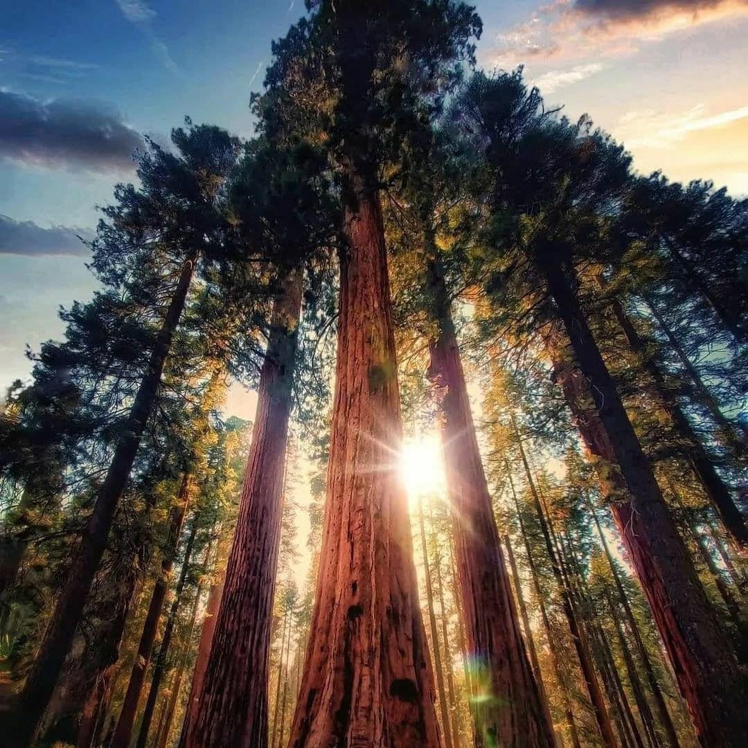 Trae Dominique Smith