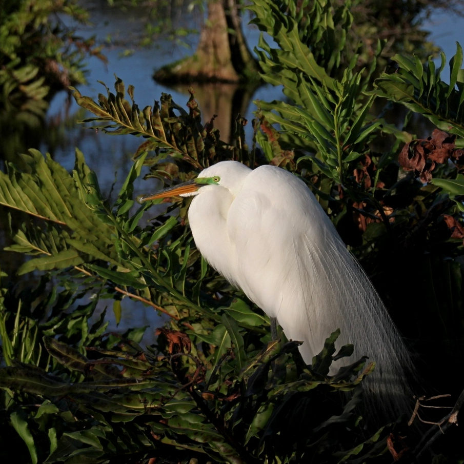 Tina K. Valant-Siebelts