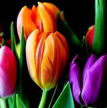 Vikki L. (Fasick) Evans Obituary