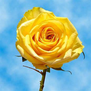 Mrs. Louise M. "Weezy" (Timm) Powers's obituary , Passed away on December 20, 2021 in Pelham, New Hampshire