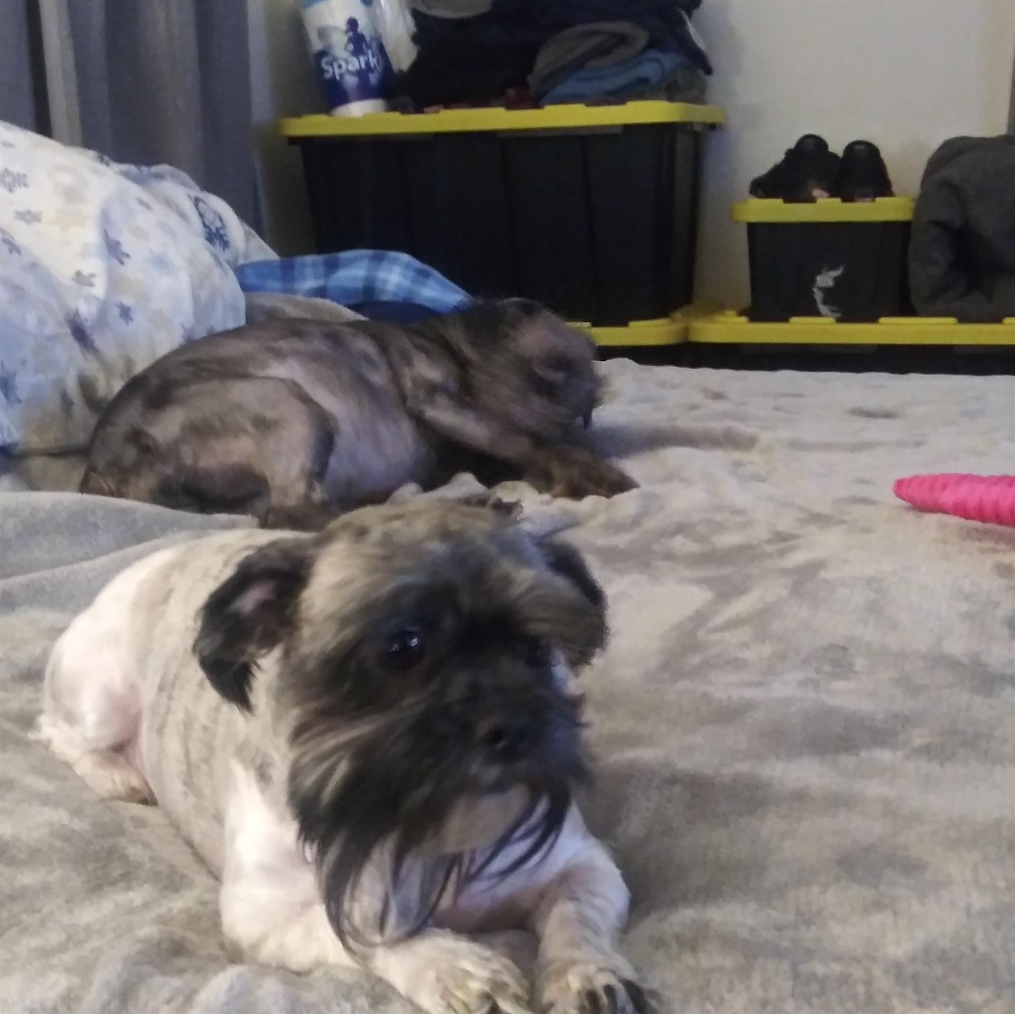 Joseph Patrick Holczman Obituary