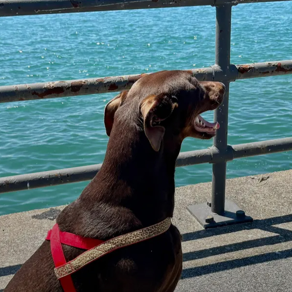 Theresa Vetter Wirth