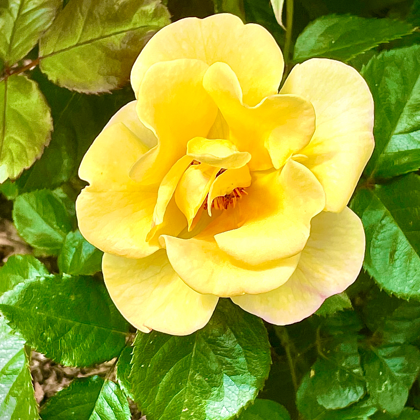 Edith A. "Bindon" Rose's obituary , Passed away on February 15, 2014 in Berkley, Massachusetts