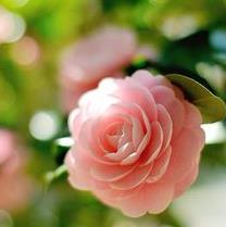 Shirley Elizabeth Maychak's obituary , Passed away on July 27, 2018 in Little River, South Carolina