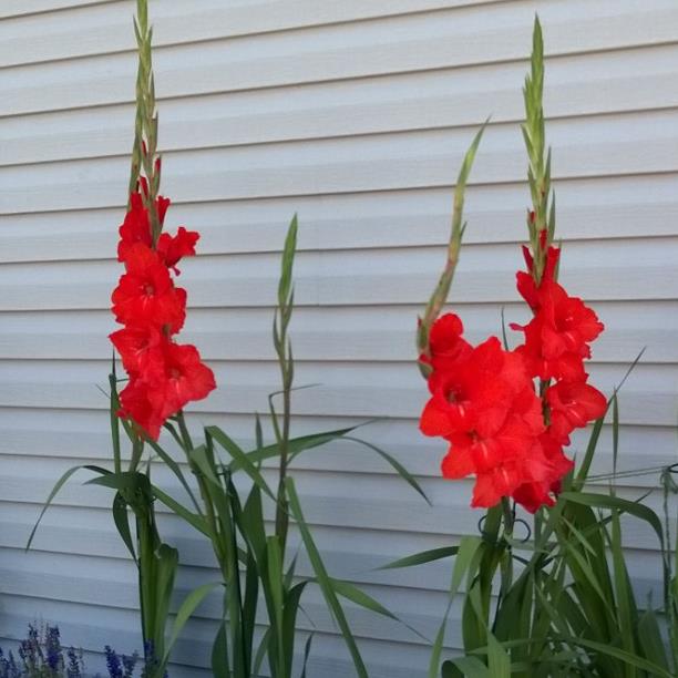Geoffrey R. Voigts's obituary , Passed away on October 15, 2019 in Yorkville, Illinois