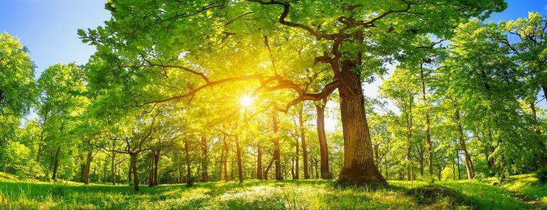 Pourquoi planter des arbres avec Echovita ?