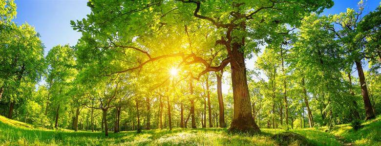 Why plant trees with Echovita ?