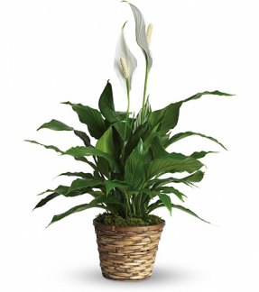 Arrangement «Lys de Paix»