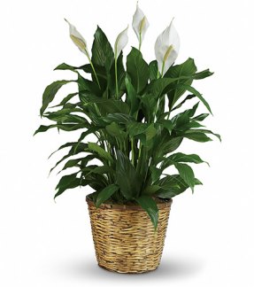 Classic Peace Lily Plant