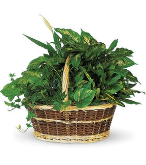 Panier de plantes vertes