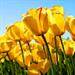 Words of sympathy