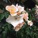 Words of sympathy