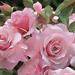 Words of sympathy